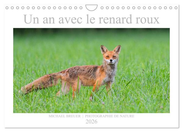 Produktbild: Un an avec le renard roux (Calendrier mural 2026 DIN A4 vertical), CALVENDO calendrier mensuel