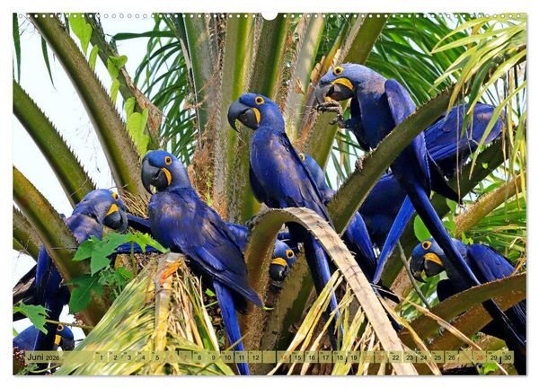 Produktbild: Aras im Pantanal (hochwertiger Premium Wandkalender 2026 DIN A2 quer), Kunstdruck in Hochglanz