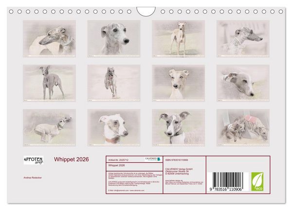 Produktbild: Whippet 2026 (Wandkalender 2026 DIN A4 quer), CALVENDO Monatskalender