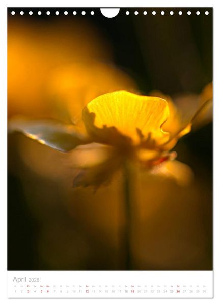 Produktbild: Wiesenblumen (Wandkalender 2026 DIN A4 hoch), CALVENDO Monatskalender