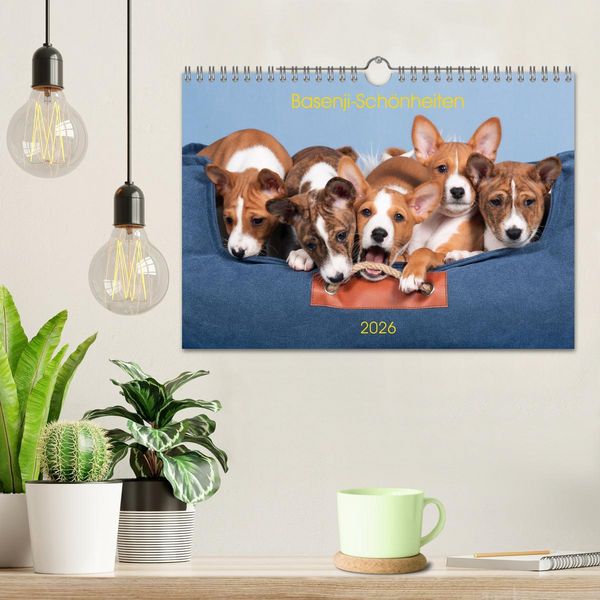 Produktbild: Basenji-Sch&ouml;nheiten (Wandkalender 2026 DIN A4 quer), CALVENDO Monatskalender