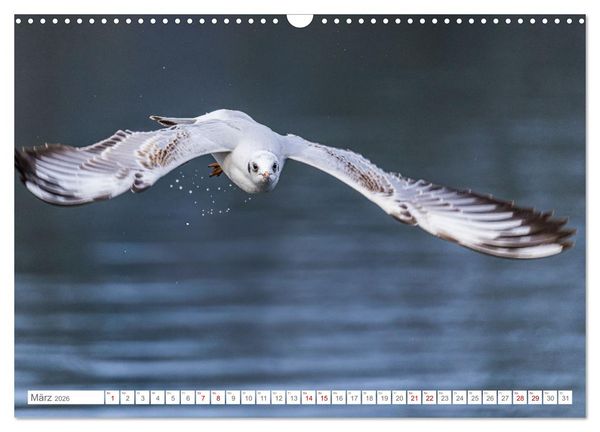 Produktbild: Aerorobaten - M&ouml;wen im Flug (Wandkalender 2026 DIN A3 quer), CALVENDO Monatskalender