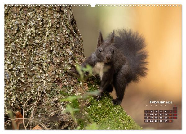 Produktbild: Das Eurasische Eichh&ouml;rnchen - Kunterbuntes Waldtreiben (hochwertiger Premium Wandkalender 2026 DIN A2 quer), Kunstdruck in Hochglanz