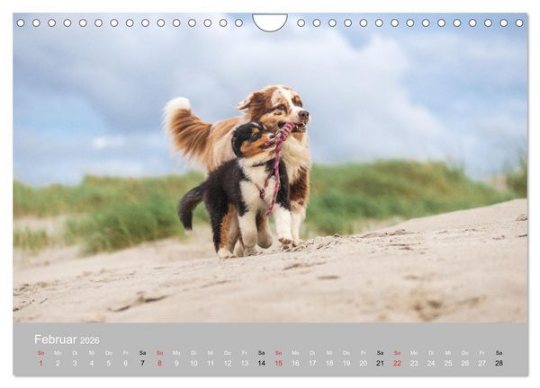 Produktbild: Australian Shepherd 2026 (Wandkalender 2026 DIN A4 quer), CALVENDO Monatskalender