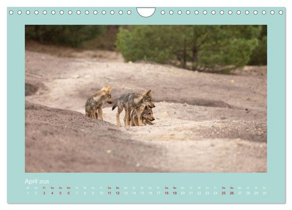 Produktbild: W&ouml;lfe, Impressionen aus der Lausitz (Wandkalender 2026 DIN A4 quer), CALVENDO Monatskalender
