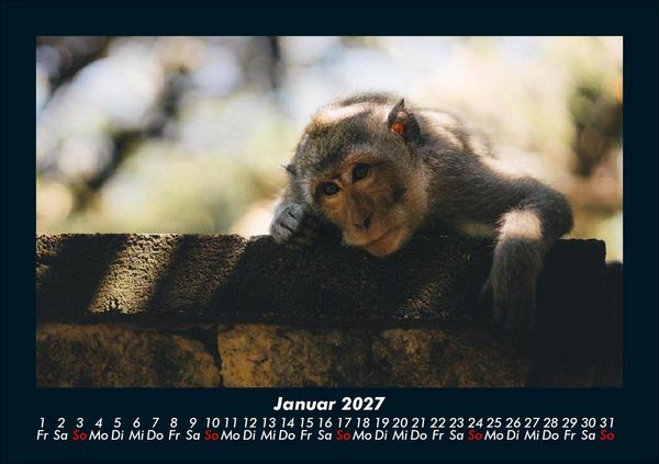 Produktbild: Der Tierkalender 2027 Fotokalender DIN A5