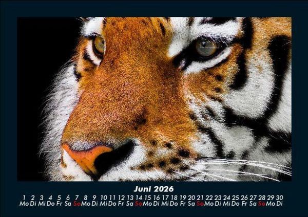 Produktbild: Tiger 2026 Fotokalender DIN A5