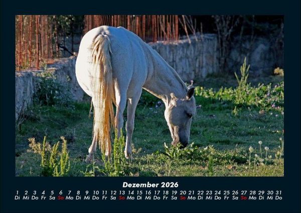 Produktbild: Pferde Kalender 2026 Fotokalender DIN A4