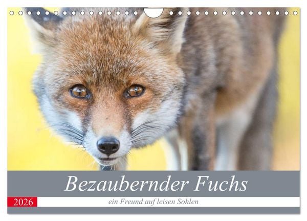Bezaubernder Fuchs - ein Freund auf leisen Sohlen (Wandkalender 2026 DIN A4 quer), CALVENDO Monatskalender