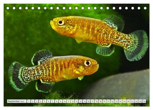 Produktbild: Outdoor-Aquaristik (Tischkalender 2027 DIN A5 quer), CALVENDO Monatskalender