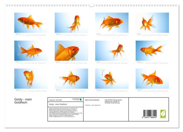 Produktbild: Goldy - mein Goldfisch (hochwertiger Premium Wandkalender 2026 DIN A2 quer), Kunstdruck in Hochglanz