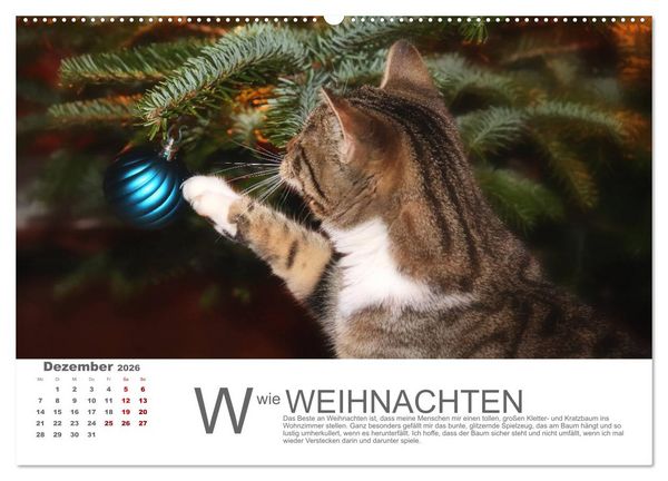 Produktbild: Katzen ABC (Wandkalender 2026 DIN A2 quer), CALVENDO Monatskalender