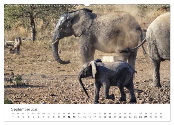 Produktbild: Afrika - Tiere im Kr&uuml;ger Nationalpark (hochwertiger Premium Wandkalender 2026 DIN A2 quer), Kunstdruck in Hochglanz