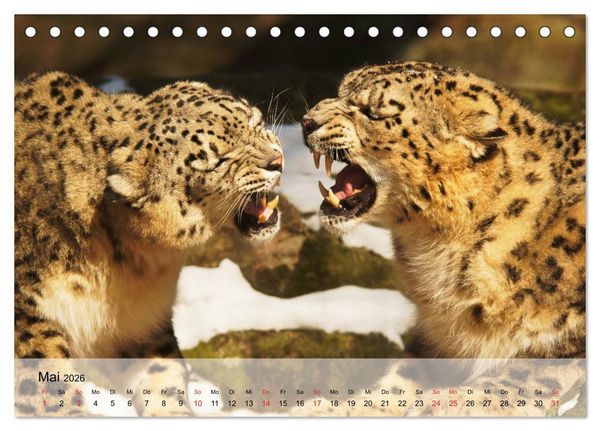 Produktbild: Leoparden. Elegante J&auml;ger (Tischkalender 2026 DIN A5 quer), CALVENDO Monatskalender