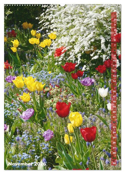 Produktbild: Bunte Tulpenpracht (hochwertiger Premium Wandkalender 2026 DIN A2 hoch), Kunstdruck in Hochglanz