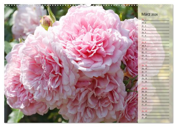 Produktbild: Rosensommer (hochwertiger Premium Wandkalender 2026 DIN A2 quer), Kunstdruck in Hochglanz