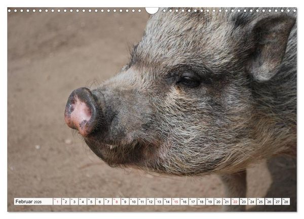 Produktbild: Von S&auml;uen die Schwein haben! (Wandkalender 2026 DIN A3 quer), CALVENDO Monatskalender