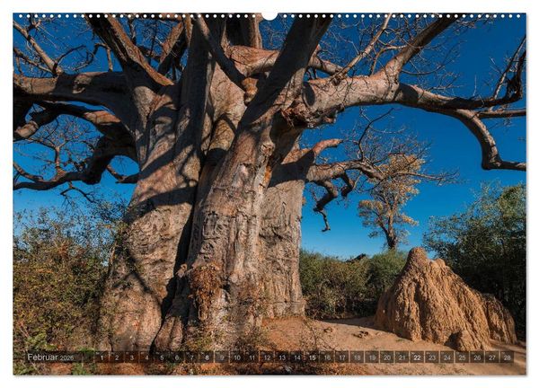 Produktbild: Botswana &ndash; Landschaft und Tierwelt (Wandkalender 2026 DIN A2 quer), CALVENDO Monatskalender