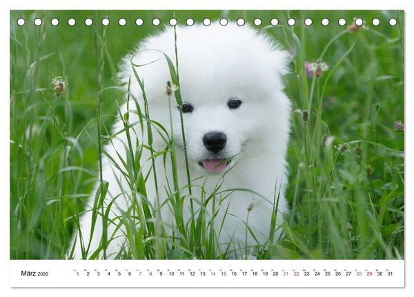 Produktbild: Samojeden Welpen (Tischkalender 2026 DIN A5 quer), CALVENDO Monatskalender