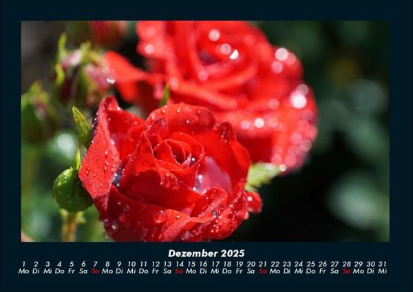 Produktbild: Rosen-Kalender 2025 Fotokalender DIN A4