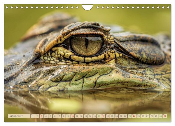 Produktbild: Die Augen der Wildnis (Wandkalender 2027 DIN A4 quer), CALVENDO Monatskalender