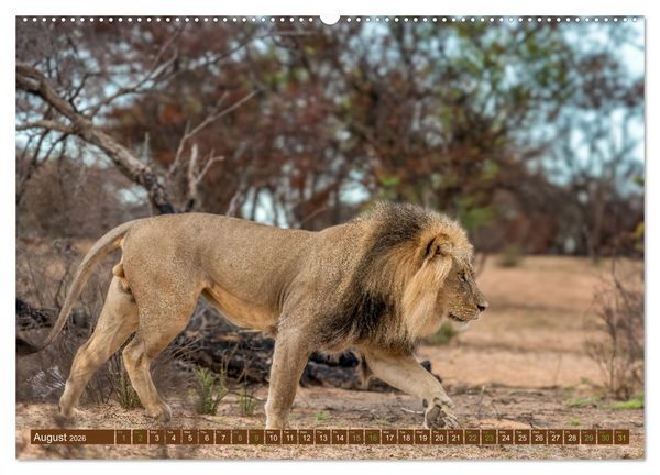 Produktbild: Lions of Southern Africa (High Quality Premium Wall Calendar 2026 DIN A2 landscape),CALVENDO 12 Month Wall Calendar