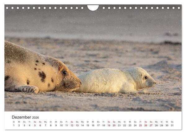 Produktbild: Junge Kegelrobben (Wandkalender 2026 DIN A4 quer), CALVENDO Monatskalender