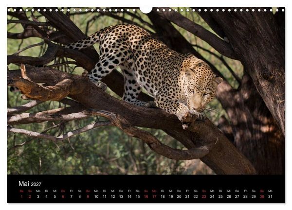 Produktbild: Afrikas Raubkatzen (Wandkalender 2027 DIN A3 quer), CALVENDO Monatskalender