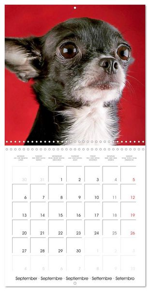Produktbild: Chihuahua: Small dogs, but mighty (Wall Calendar 2027 12 &times; 12 Inch) CALVENDO 12 Month Wall Calendar