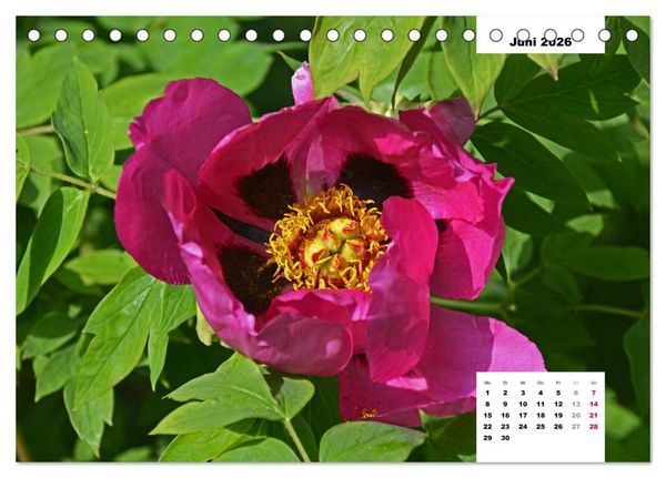 Produktbild: Zauber der P&auml;onien-Bl&uuml;te (Tischkalender 2026 DIN A5 quer), CALVENDO Monatskalender