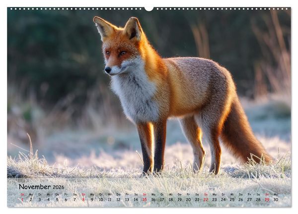 Produktbild: Jagd und Natur - Kalender f&uuml;r J&auml;ger mit Wildtieren Deutschlands im Jahreslauf (hochwertiger Premium Wandkalender 2026 DIN A2 quer), Kunstdruck in Hochglanz