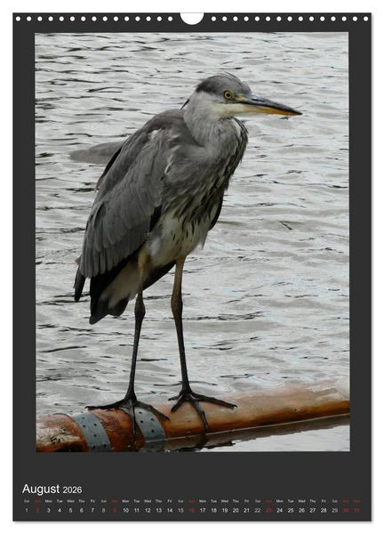 Produktbild: Herons & Egrets (Wall Calendar 2026 DIN A3 portrait), CALVENDO 12 Month Wall Calendar