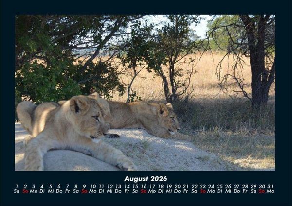 Produktbild: L&ouml;wen in der Wildnis 2026 Fotokalender DIN A4