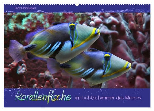 Produktbild: Korallenfische im Lichtschimmer des Meeres (Wandkalender 2027 DIN A2 quer), CALVENDO Monatskalender