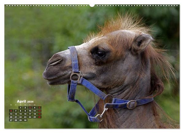 Produktbild: Kamele (hochwertiger Premium Wandkalender 2026 DIN A2 quer), Kunstdruck in Hochglanz