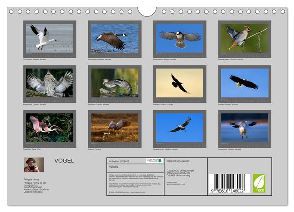 Produktbild: V&Ouml;GEL (Wandkalender 2026 DIN A4 quer), CALVENDO Monatskalender