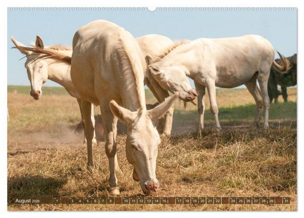 Produktbild: Lichtbringer - &Ouml;sterreichisch-Ungarische Barockesel (hochwertiger Premium Wandkalender 2026 DIN A2 quer), Kunstdruck in Hochglanz