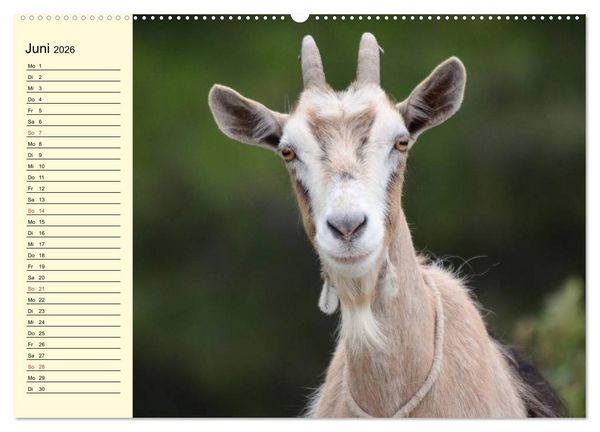 Produktbild: Ziegen. Lustige Ausbruchsk&uuml;nstler (hochwertiger Premium Wandkalender 2026 DIN A2 quer), Kunstdruck in Hochglanz