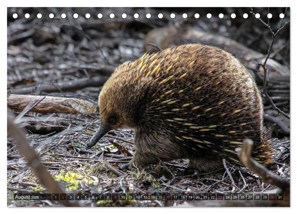 Produktbild: Australien tierisch gut 2026 (Tischkalender 2026 DIN A5 quer), CALVENDO Monatskalender