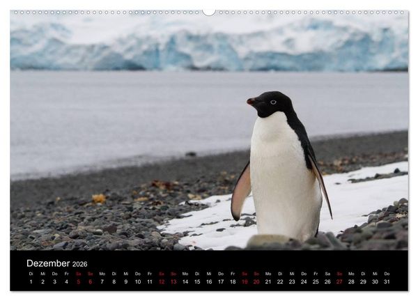 Produktbild: Pinguine - sympathische Fracktr&auml;ger im eisigen S&uuml;den (Wandkalender 2026 DIN A2 quer), CALVENDO Monatskalender