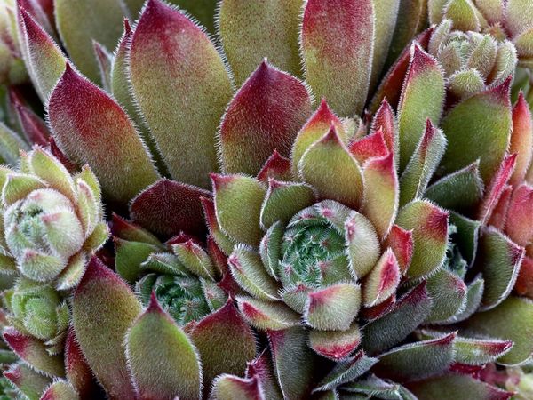 Produktbild: CALVENDO Puzzle Sempervivum Grey Dawn | 1000 Teile Lege-Gr&ouml;&szlig;e 64x48cm Foto-Puzzle f&uuml;r gl&uuml;ckliche Stunden