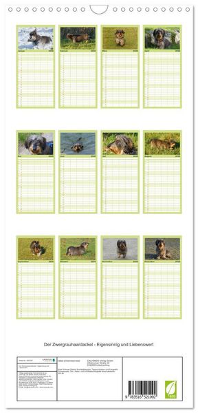 Produktbild: Familienplaner 2026 - Der Zwergrauhaardackel - Eigensinnig und Liebenswert mit 5 Spalten (Wandkalender, 21 x 45 cm) CALVENDO