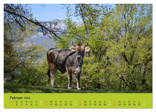 Produktbild: K&uuml;he - Sch&ouml;nheiten der Alpen (Wandkalender 2026 DIN A3 quer), CALVENDO Monatskalender