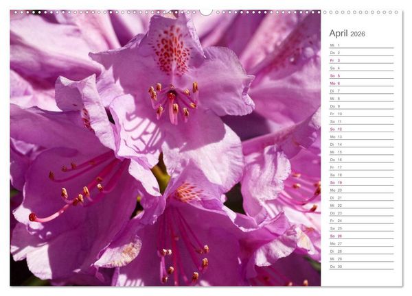 Produktbild: Rhododendron Sch&ouml;nheiten im Garten (hochwertiger Premium Wandkalender 2026 DIN A2 quer), Kunstdruck in Hochglanz