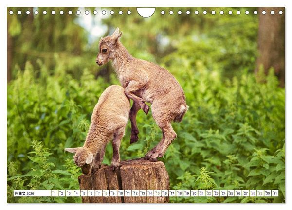 Produktbild: Steinb&ouml;cke - imposante Tiere (Wandkalender 2026 DIN A4 quer), CALVENDO Monatskalender