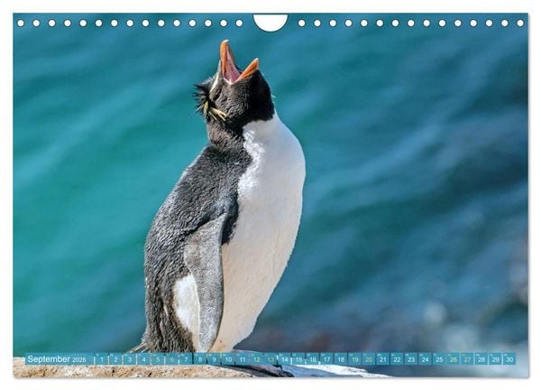 Produktbild: Pinguine: Gehupft wie gesprungen (Wandkalender 2026 DIN A4 quer), CALVENDO Monatskalender