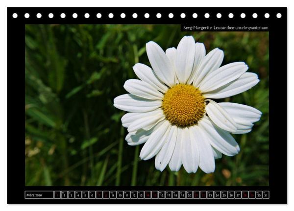 Produktbild: Alpine Flora in der Hom&ouml;opathie (Tischkalender 2026 DIN A5 quer), CALVENDO Monatskalender