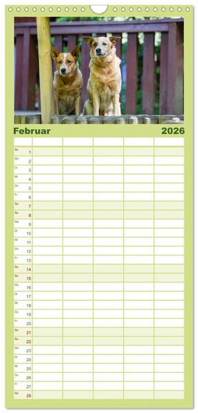 Produktbild: Familienplaner 2026 - Spaziergang am See Australian Cattle Dogs mit 5 Spalten (Wandkalender, 21 x 45 cm) CALVENDO