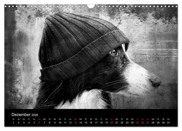 Produktbild: H&uuml;tehunde (Wandkalender 2026 DIN A3 quer), CALVENDO Monatskalender