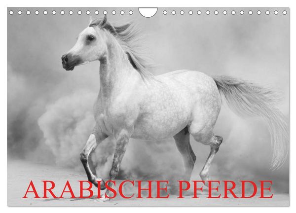 Produktbild: Arabische Pferde (Wandkalender 2026 DIN A4 quer), CALVENDO Monatskalender